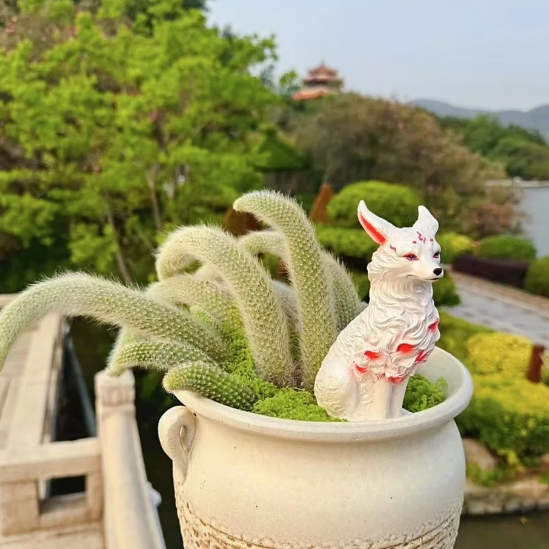 【百丽多肉】 精品群生九尾狐 一单包邮 夏季好养多肉植物 净化空气