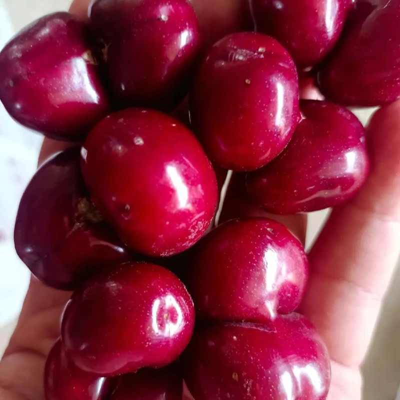 金帆【美早双生果】车厘子大樱桃露地水果脆甜爽口多汁新鲜现摘现发