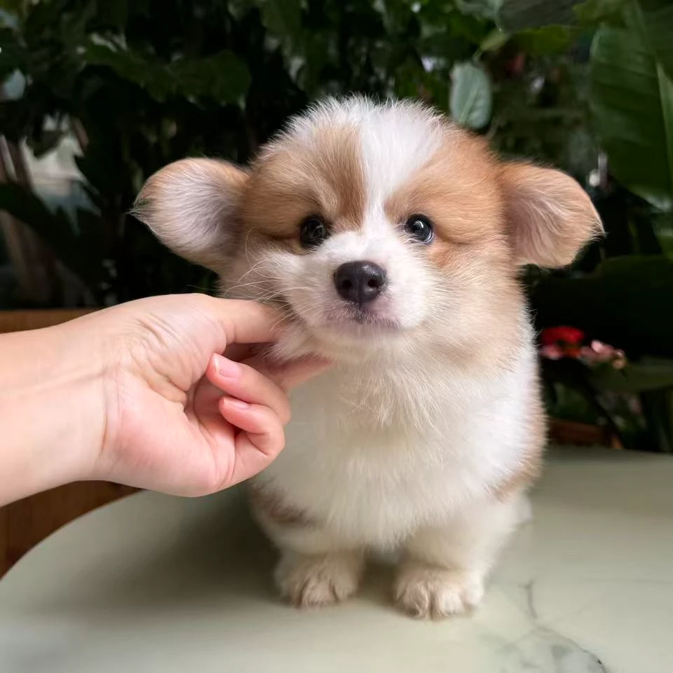 （皇冠柯基）宠物活体柯基幼犬
