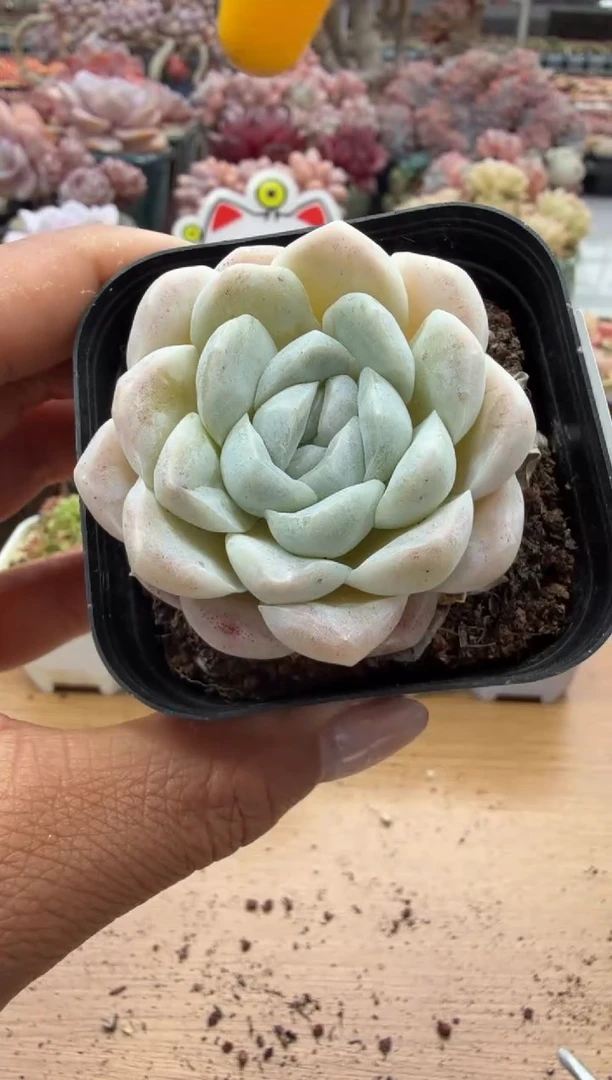 东云多肉园二店-173