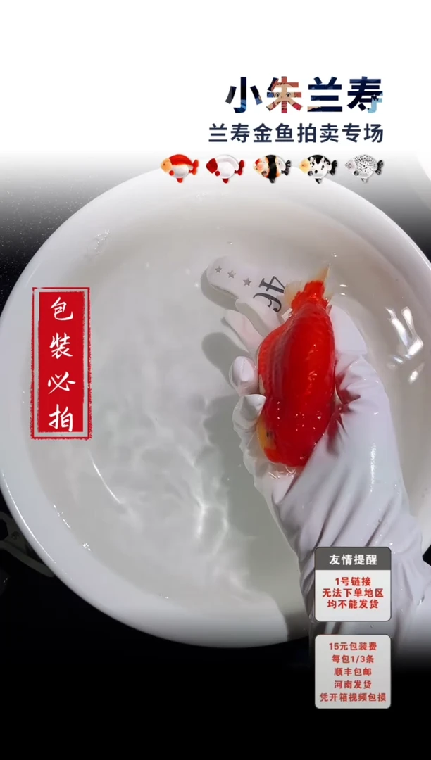 金鱼包装必拍未拍顺丰到付46号