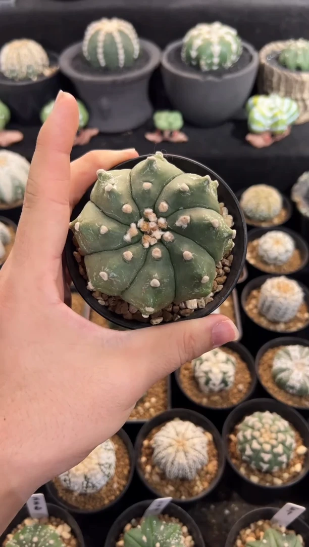 K*实生根星兜编码