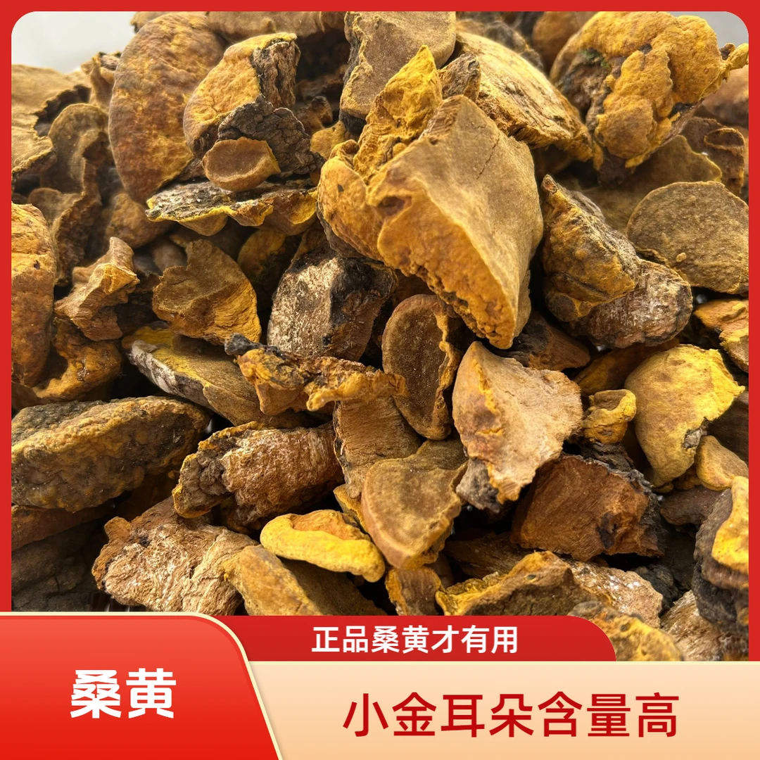 桑树桑黄 金耳朵 西藏墨脱搭配茯苓滋补