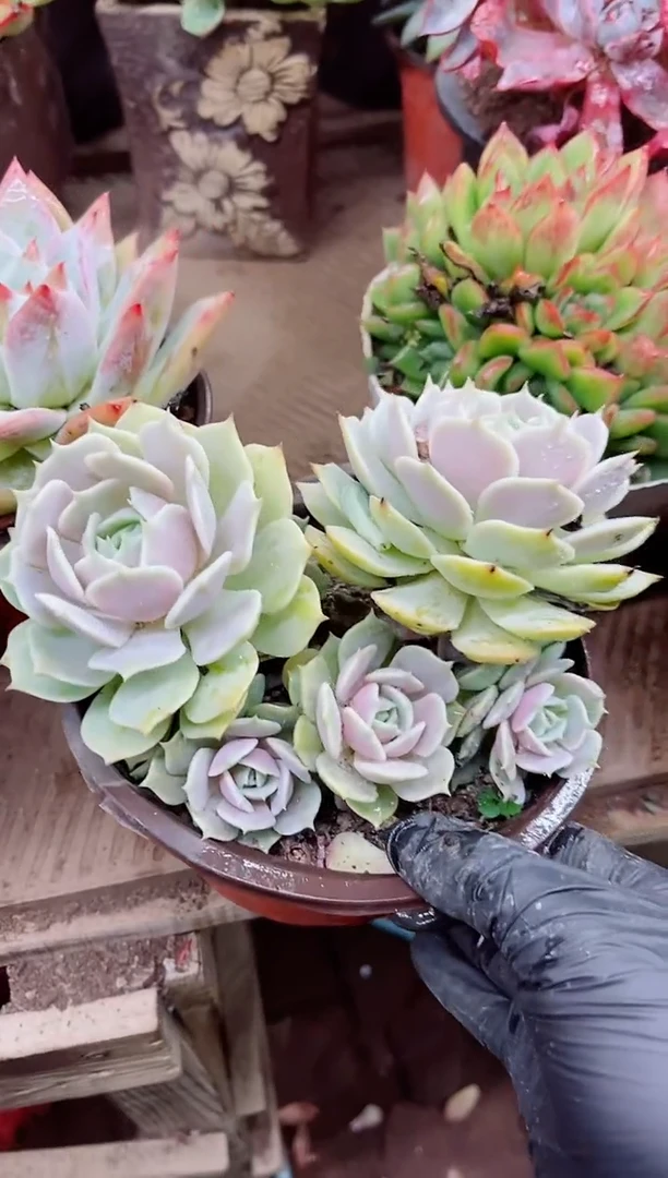 @****制22024多肉植物一物一拍