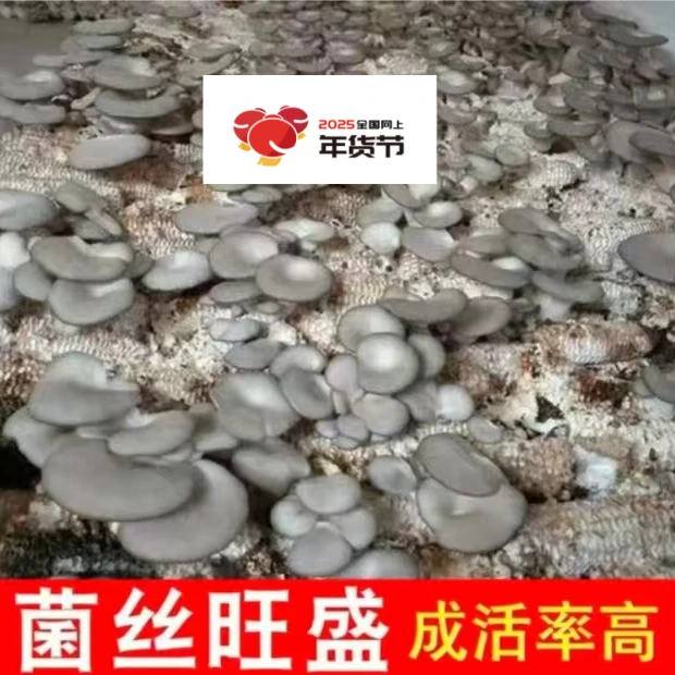 袖珍姑菌包