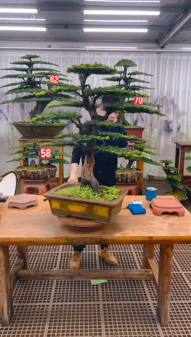 无花朵心****！精品盆景直播间一物一拍