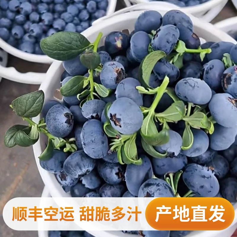 【超级A+级品质】云南原产地正宗花香蓝莓当季新鲜水果顺丰空运直发