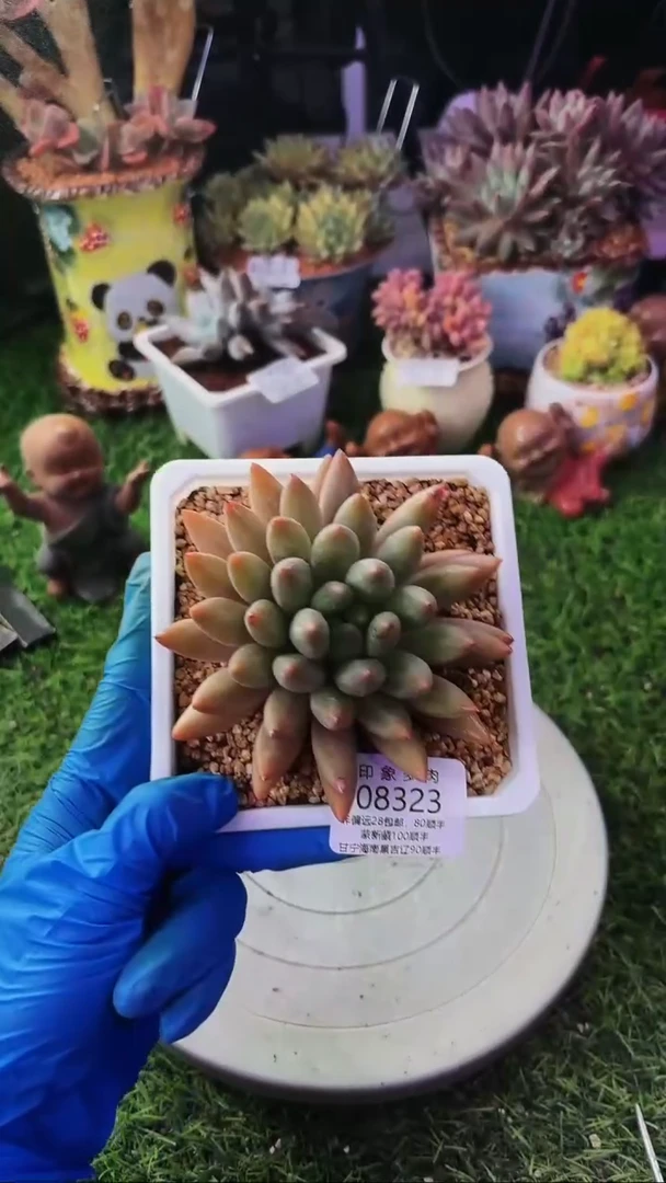 昆明印象多肉08323