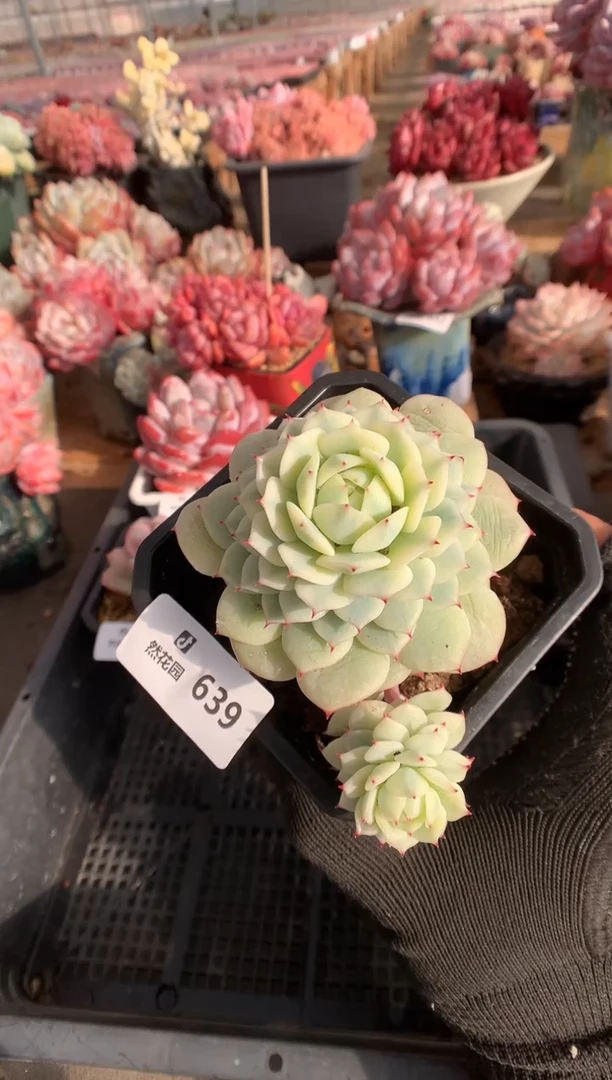 639 静夜锦多肉植物一物一拍