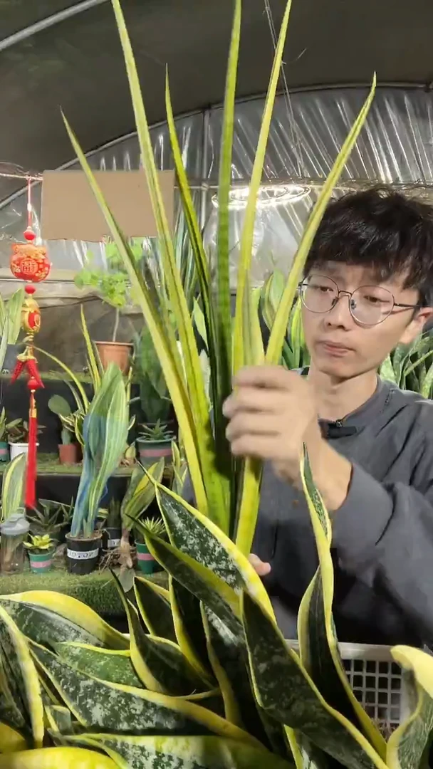 守**玉1号矮人锦68.8