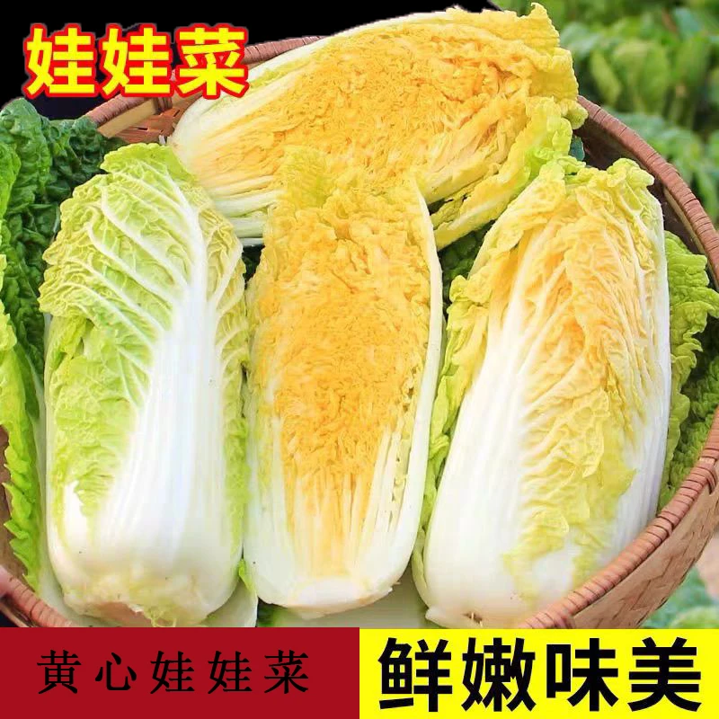 云南高山农家露天娃娃菜应季蔬菜火锅蔬菜霜冻黄心娃娃菜