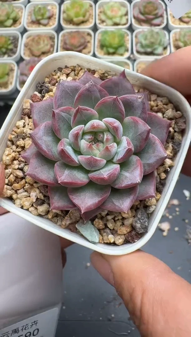 589E云禹多肉植物 带盆土纸巾打包 3颗包邮