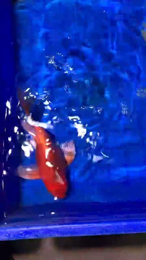 蝴蝶鲤鱼蝴蝶鲤直播选鱼专用链接 凭开箱视频售后