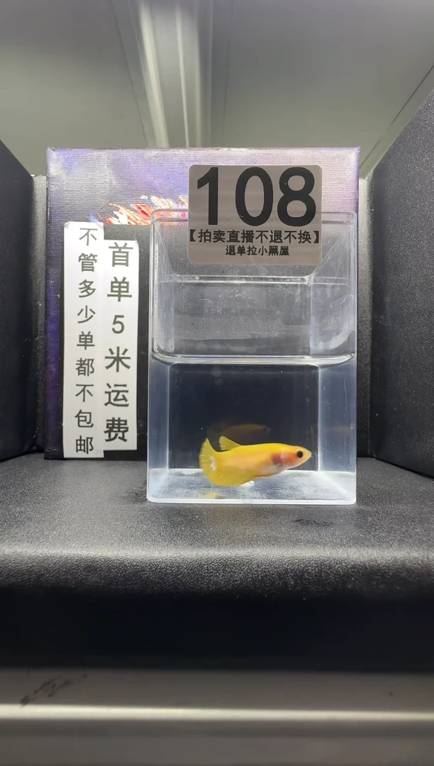 斗鱼母鱼编号：108