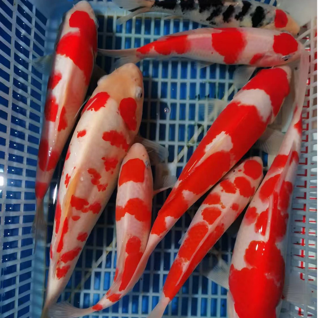 锦鲤活鱼大型观赏鱼淡水冷水好养耐活