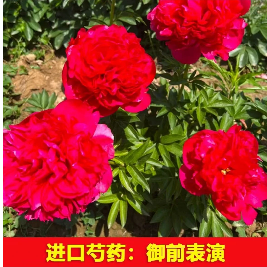 （御前表演）保真荷兰进口品种花苗 （预售卡）先发花肥 秋天发苗