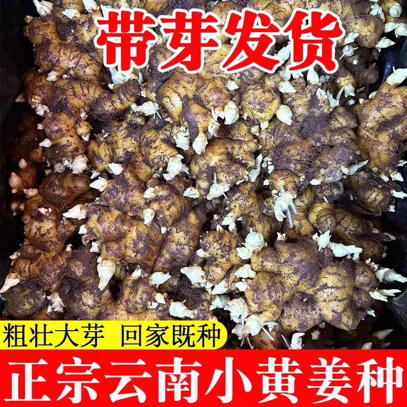 姜种籽种植苗云南小黄姜种子催芽姜苗带芽发货姜种黄姜种子芽批发