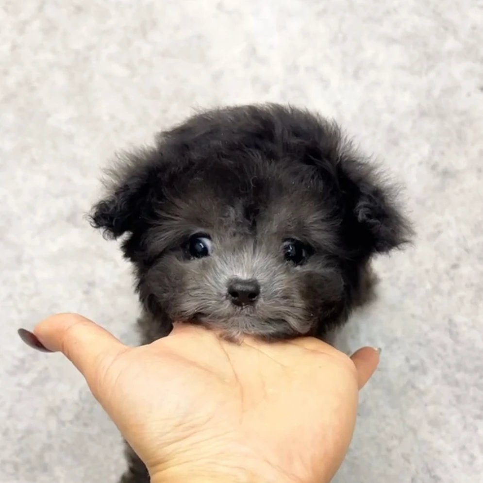 袁嬢嬢宠物严选茶杯灰泰迪妹妹（公主）