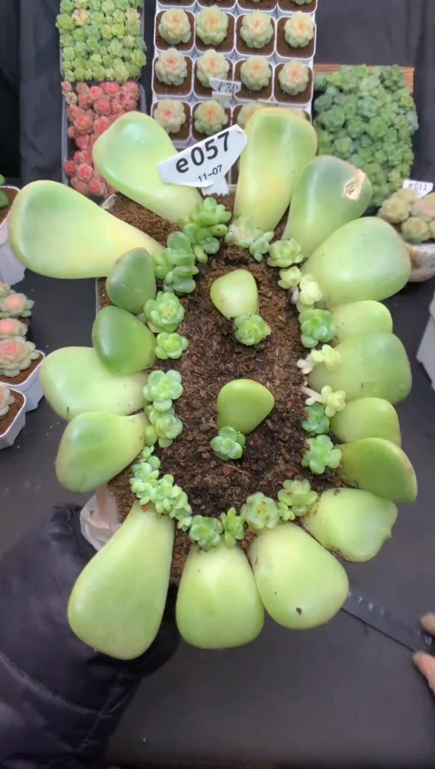 e057 叶插遥遥小苗 一盒 320