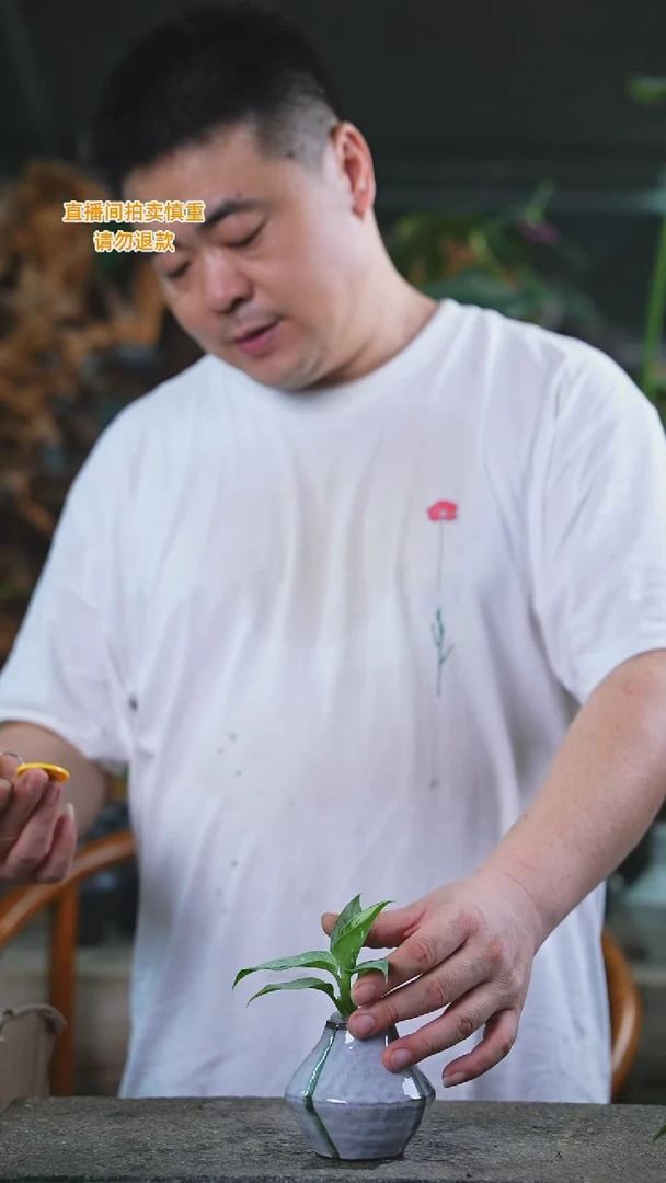 当前无花栽培后可以开花飘雪万年青290+