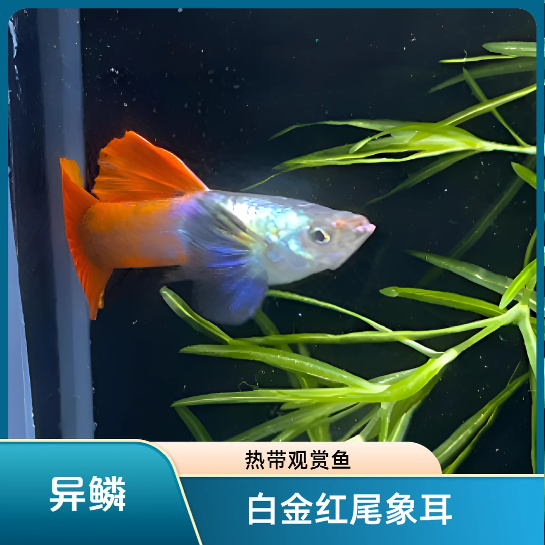 白金红尾象耳孔雀鱼热带观赏鱼
