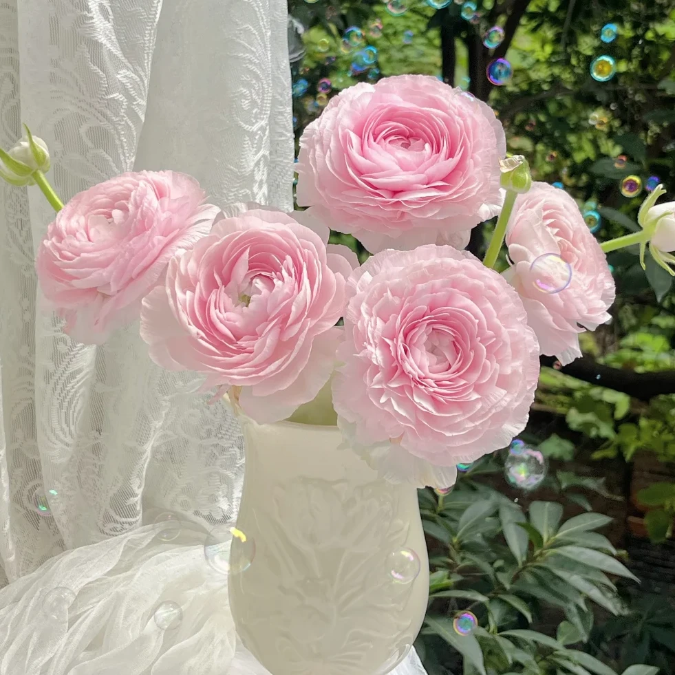 【洋牡丹超级樱花粉5支】花期久云南新鲜鲜花任意两件包邮送货上门