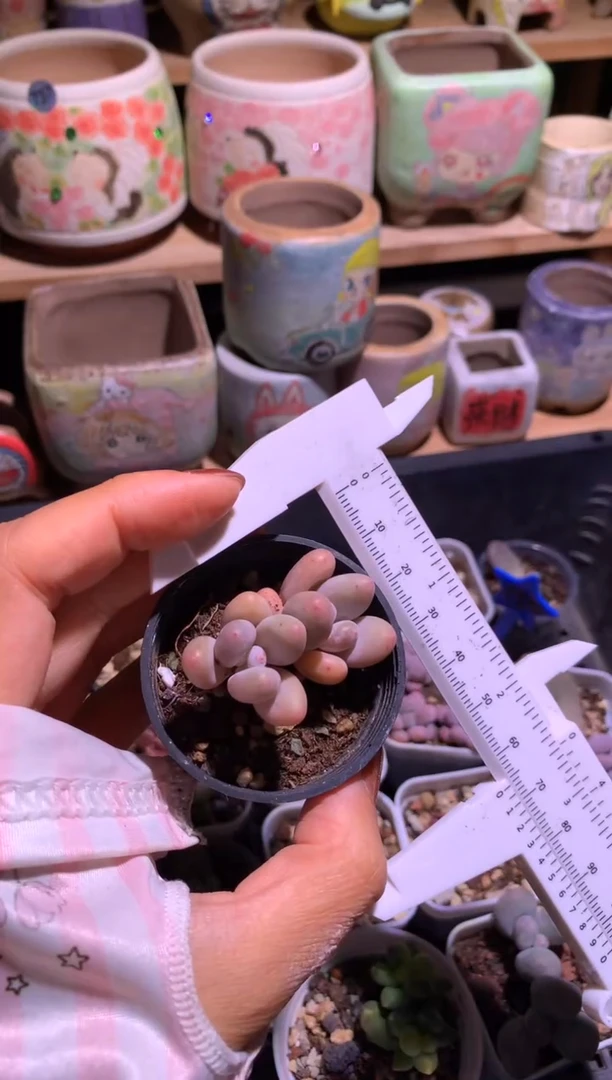 双头蛋黄奶酪多肉