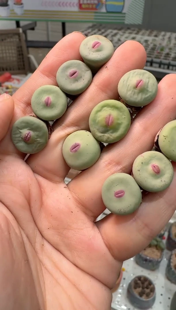 220多肉植物肉锥dows一颗