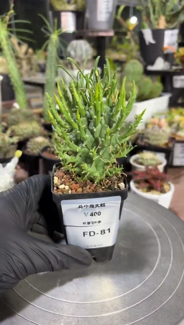 斗牛角大戟FD-81