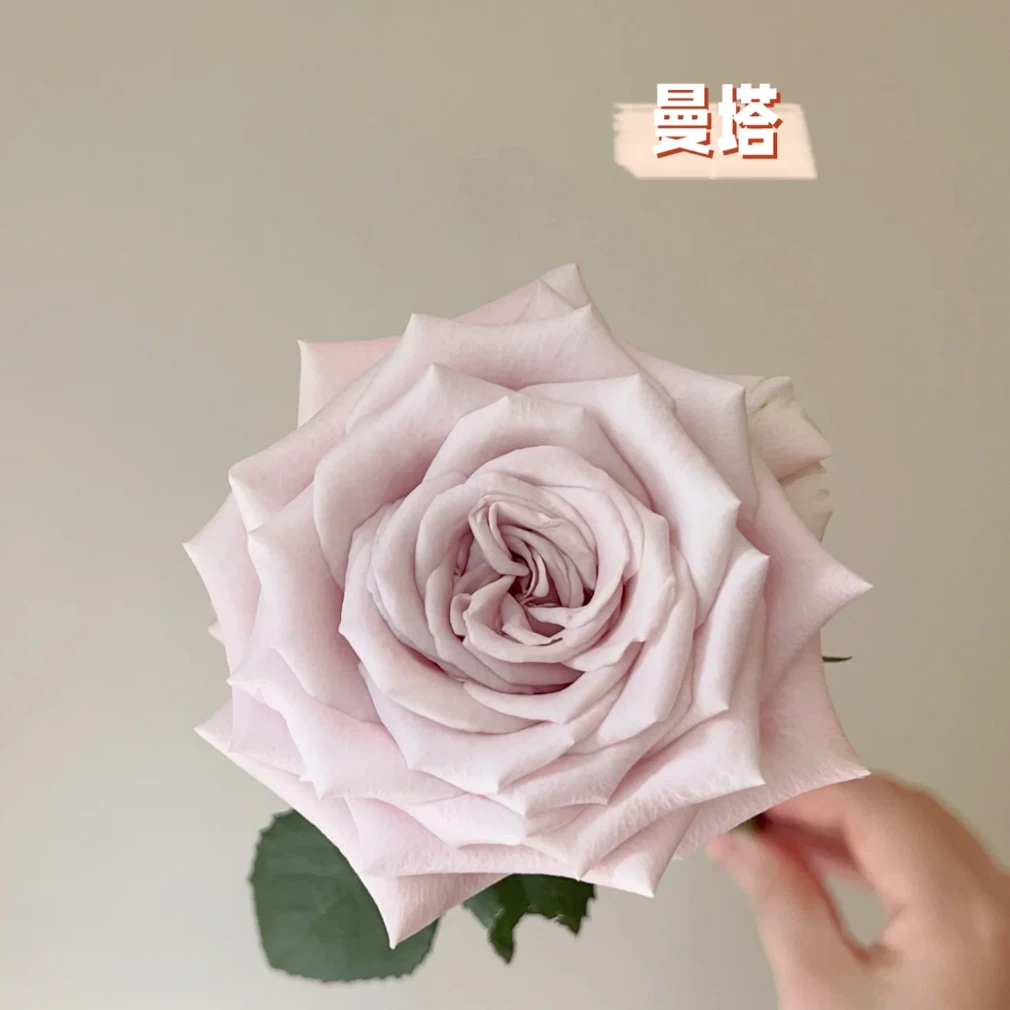 【曼塔玫瑰】网红奶油色系毕业花礼 表白花束 云南昆明鲜花直发