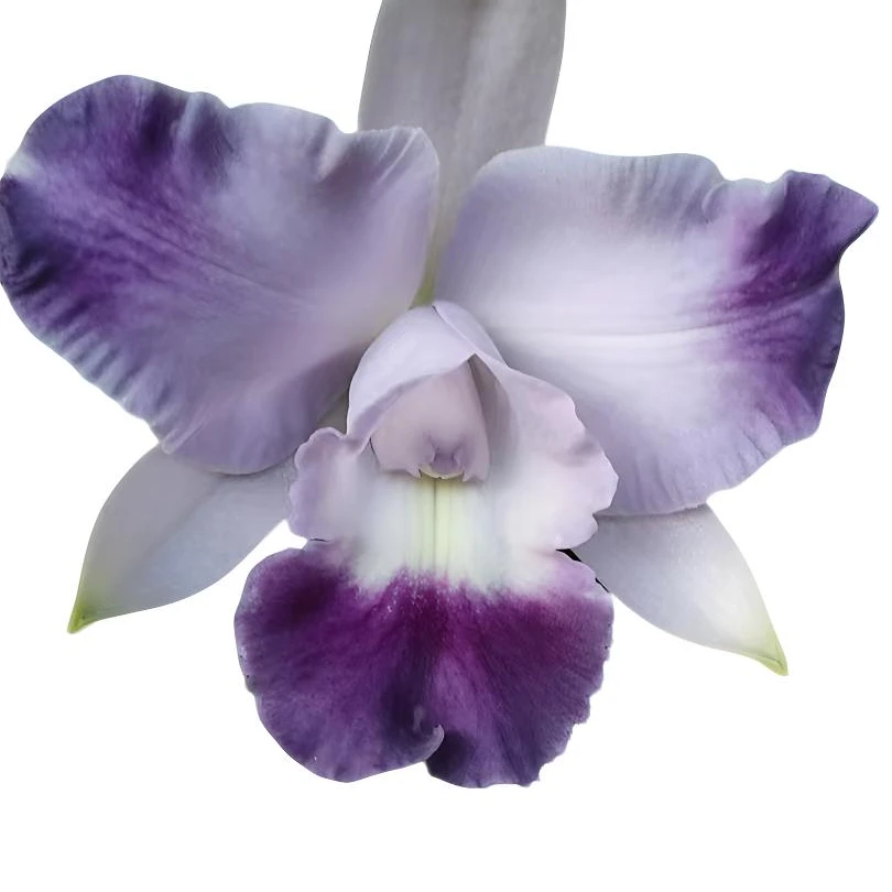 室内小型迷你懒人盆栽/紫罗兰卡特兰