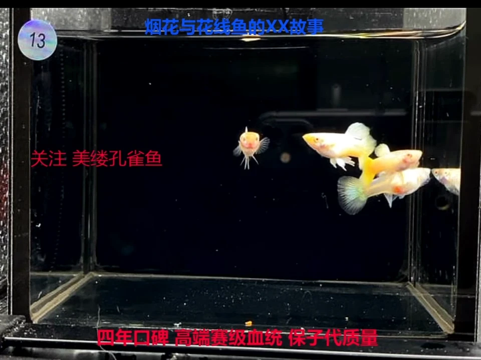 孔雀鱼加强黄金2对