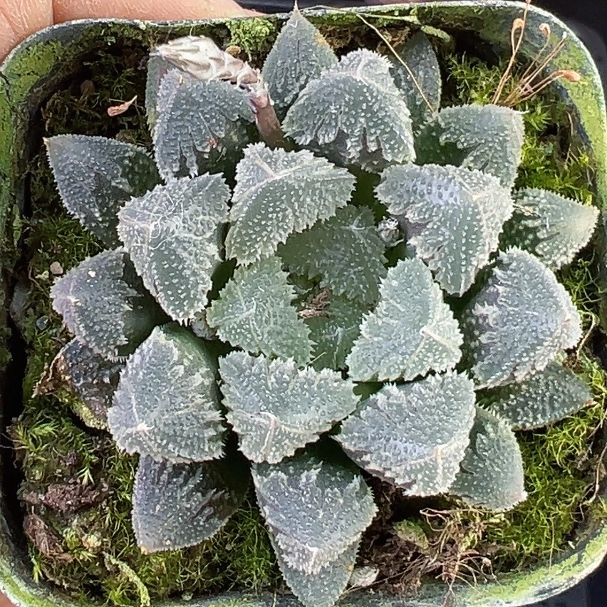 超美一一一多肉植物仙人球景天老桩法师肉锥鲜花绿植陶瓷花盆