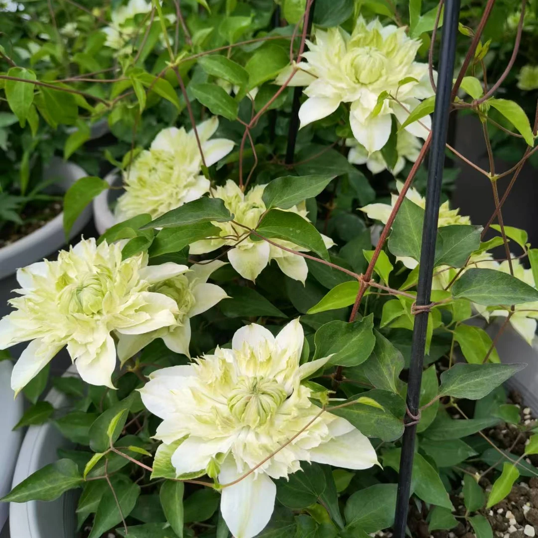 铁线莲 花园 新品种矮生早花大花重瓣爬藤品种绿色花