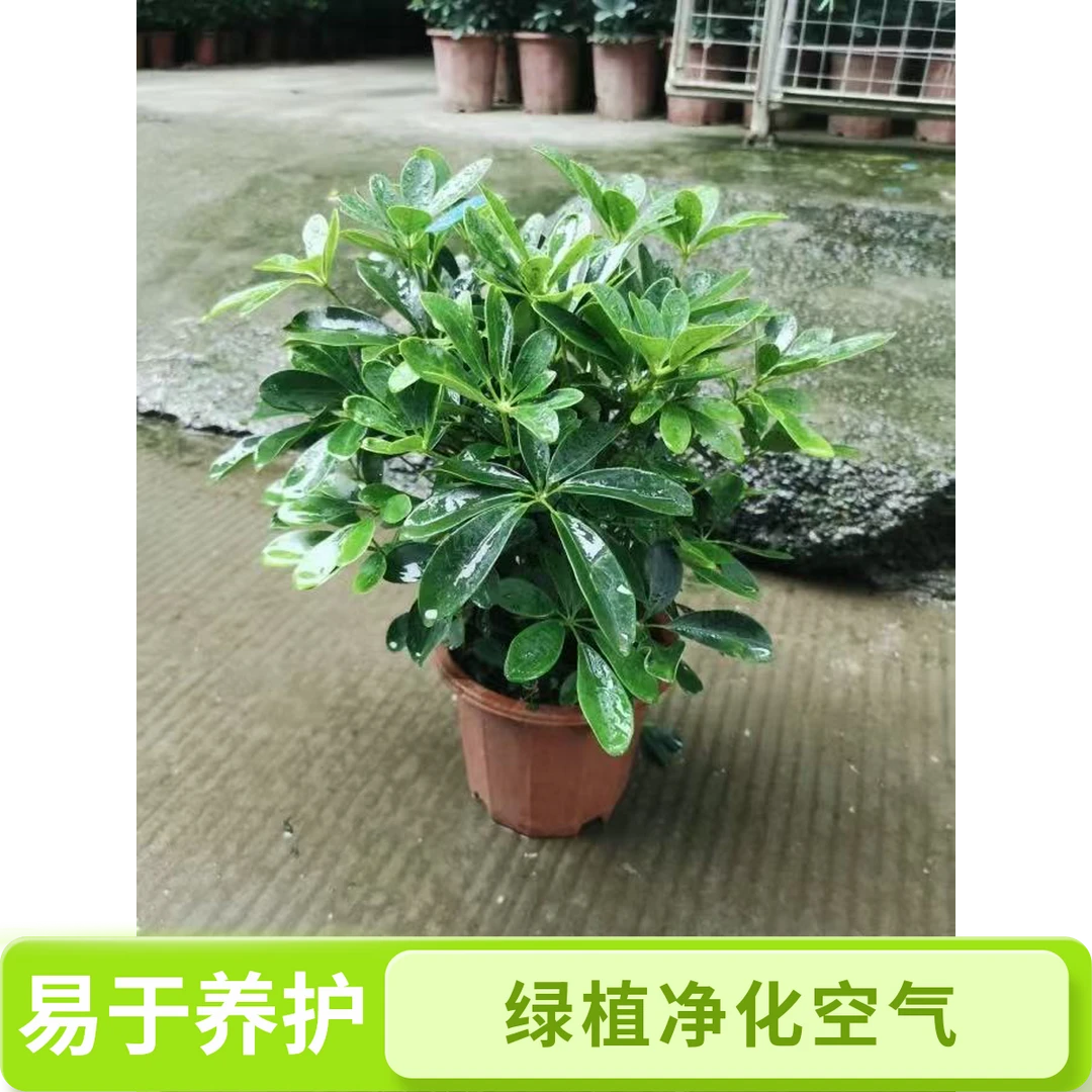 八方来财七叶莲鸭脚木盆栽室内绿植四季常青净化空气好养活