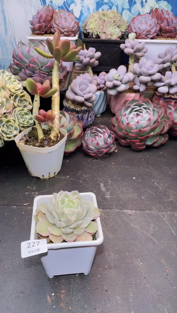 【闪购商品】227昂锦