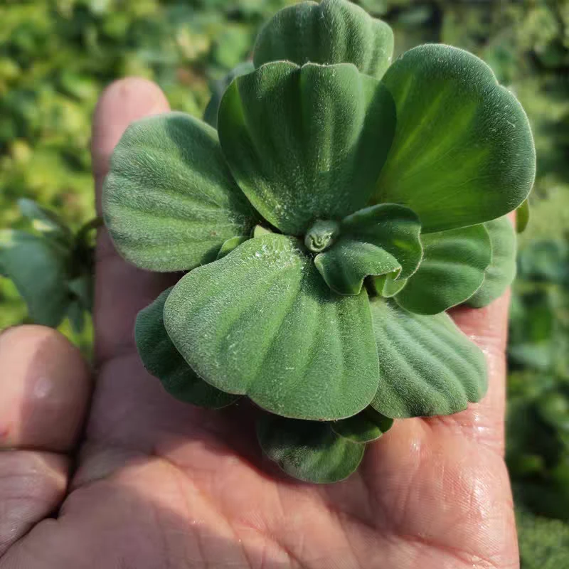 浮萍水草易活水芙蓉养鱼龟缸造景装饰水培植物净化水质懒人阳水草