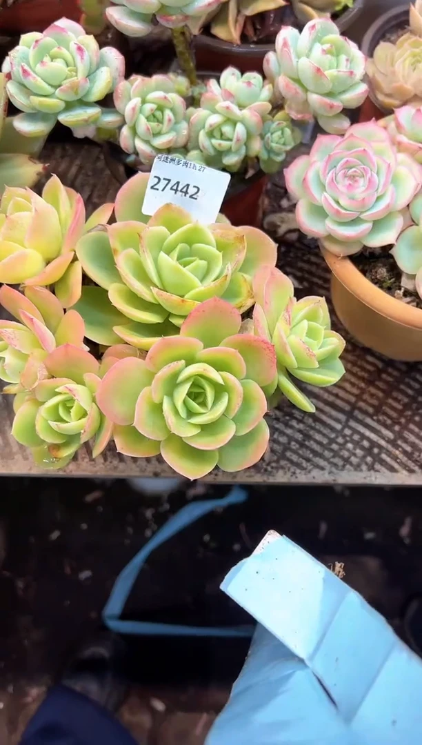 ✨***雪多肉植物一物一拍27442