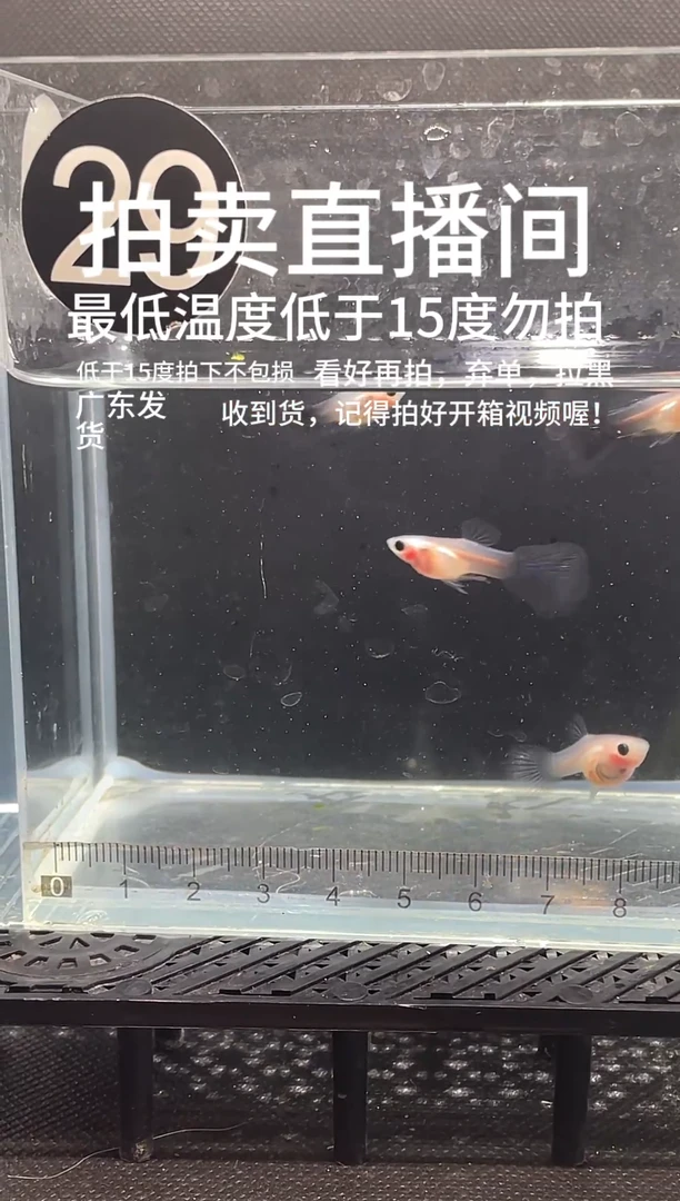 孔雀鱼超透短体  三条 最低温度低于15度不包损  编号 29