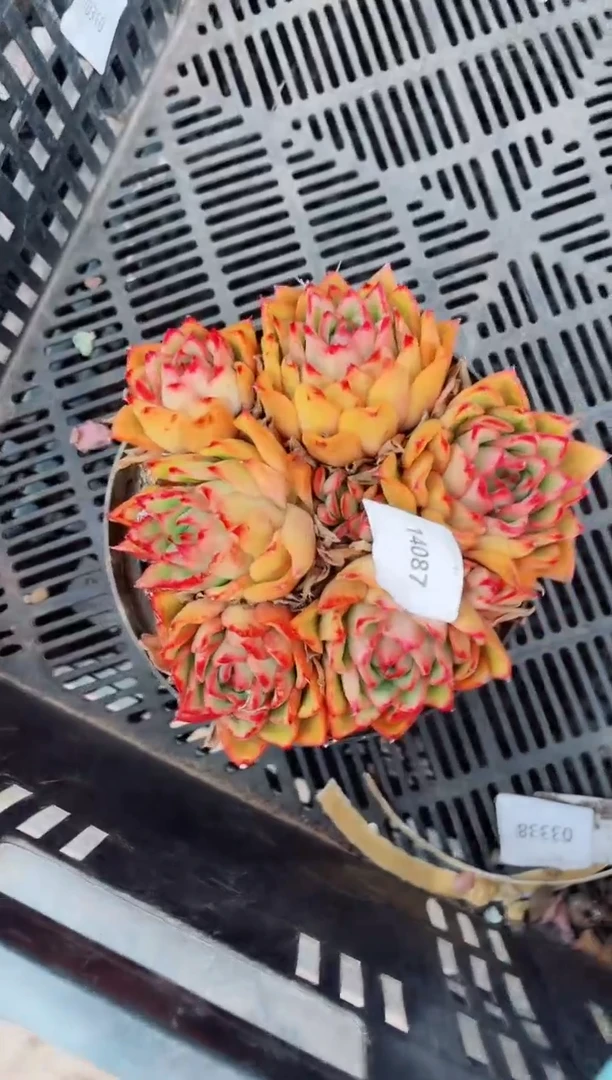 14087多肉植物一物一拍