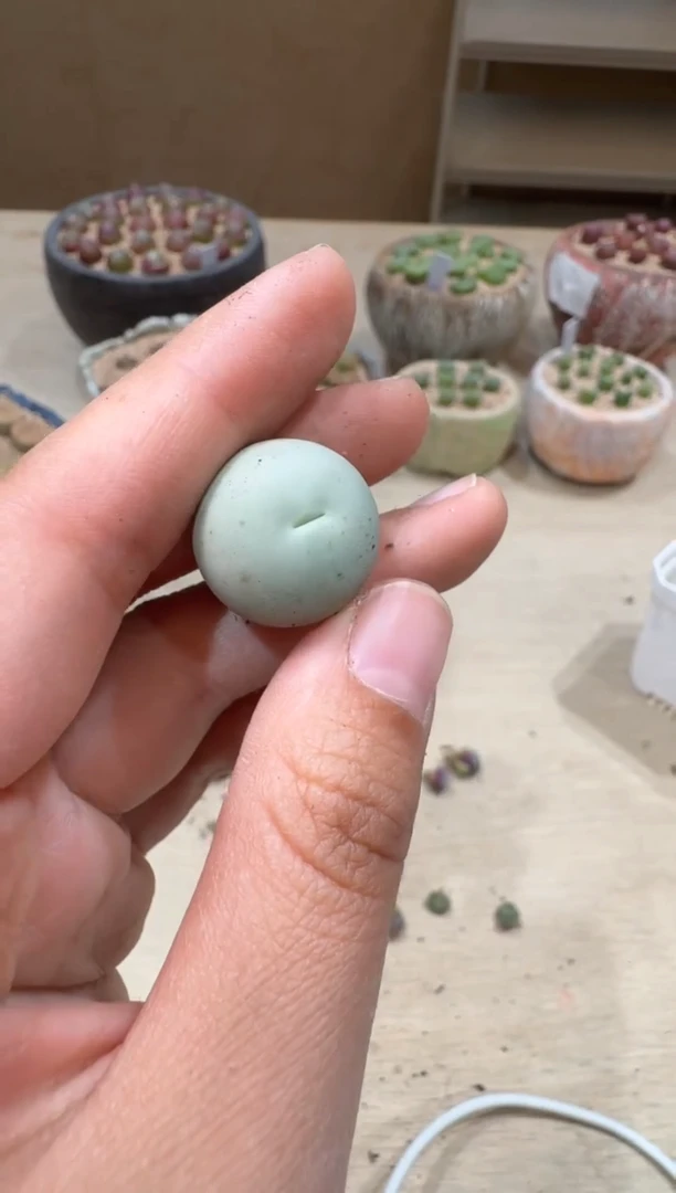 17-18多肉植物肉锥
