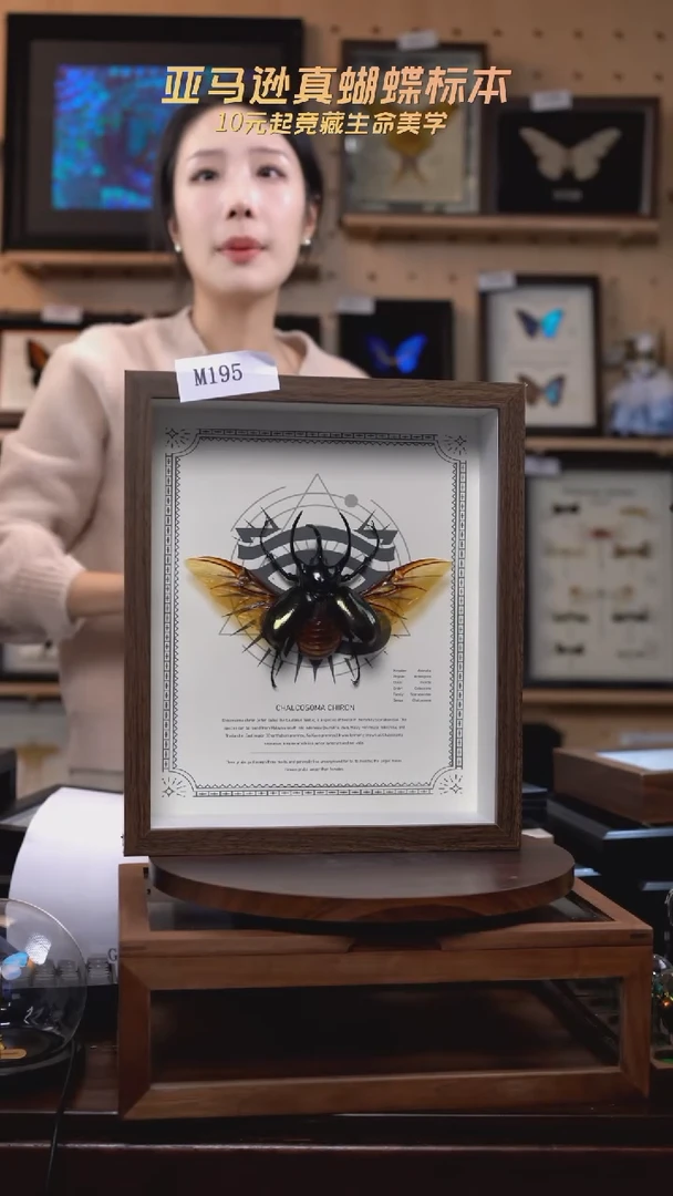 南洋大兜标本摆件m195