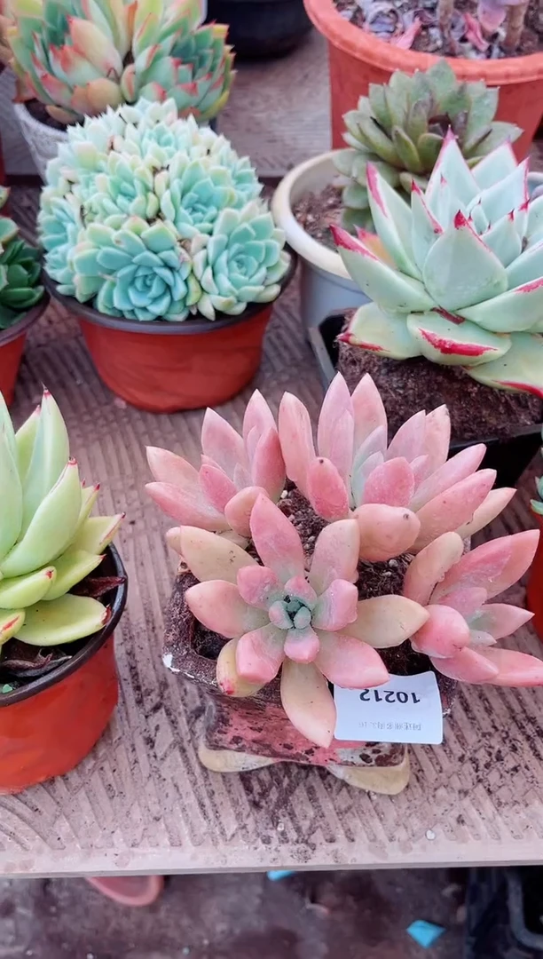 10211多肉植物一物一拍