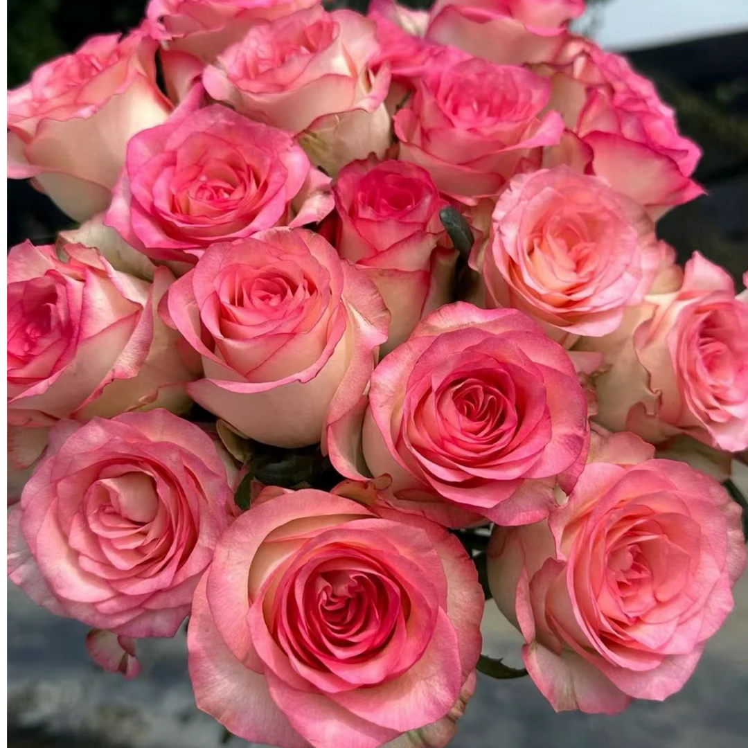 爱莎  2加仑扦插悠悠花园精品盆栽月季