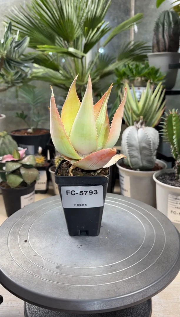 伊玛洛特FC-5793