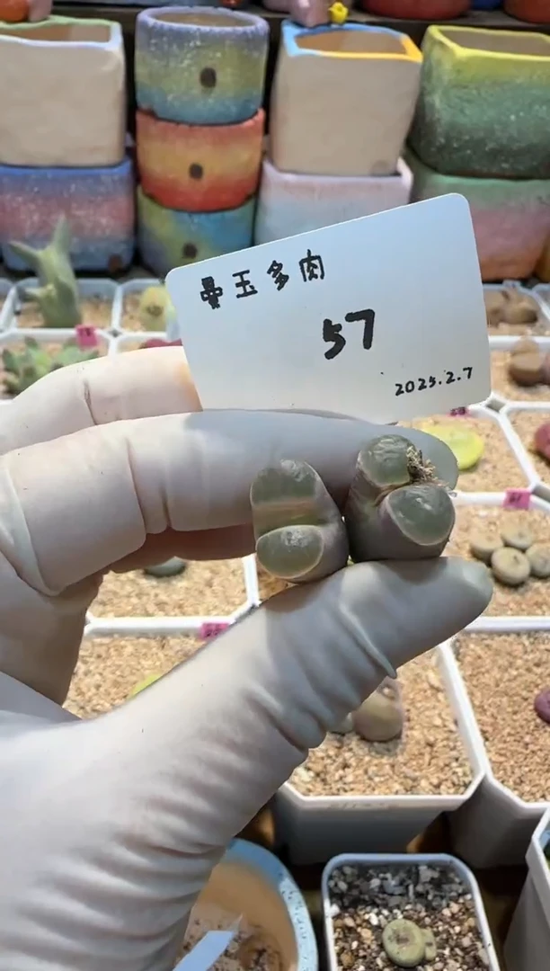 【闪购商品】25.2.7-57青遥