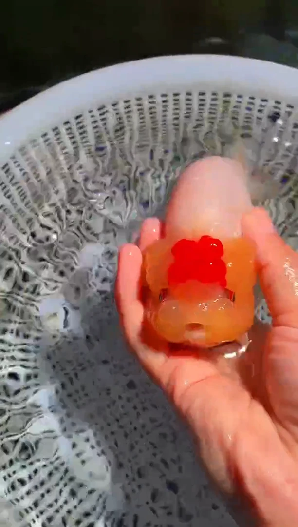 金鱼（运费自理，马印灯照射）福州追鱼兰寿金鱼