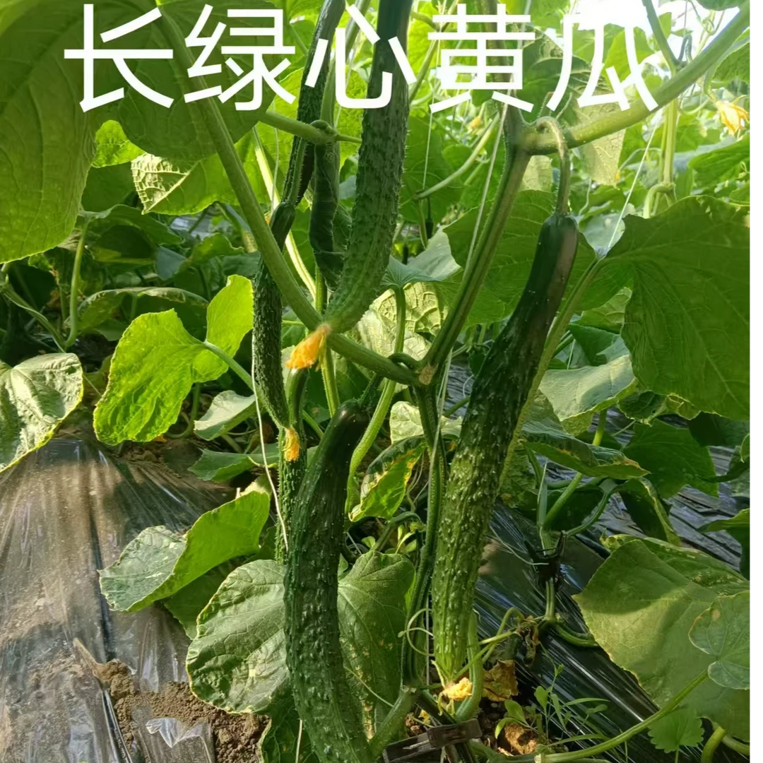 【蔬菜组合装】菜花长黄瓜牛心甘蓝园葫芦瓜现摘现发