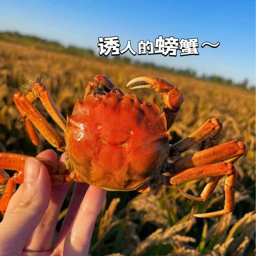 【活蟹】盘锦河蟹 母蟹 【1.3—1.5两/只】3斤冷链运输 鲜活发货