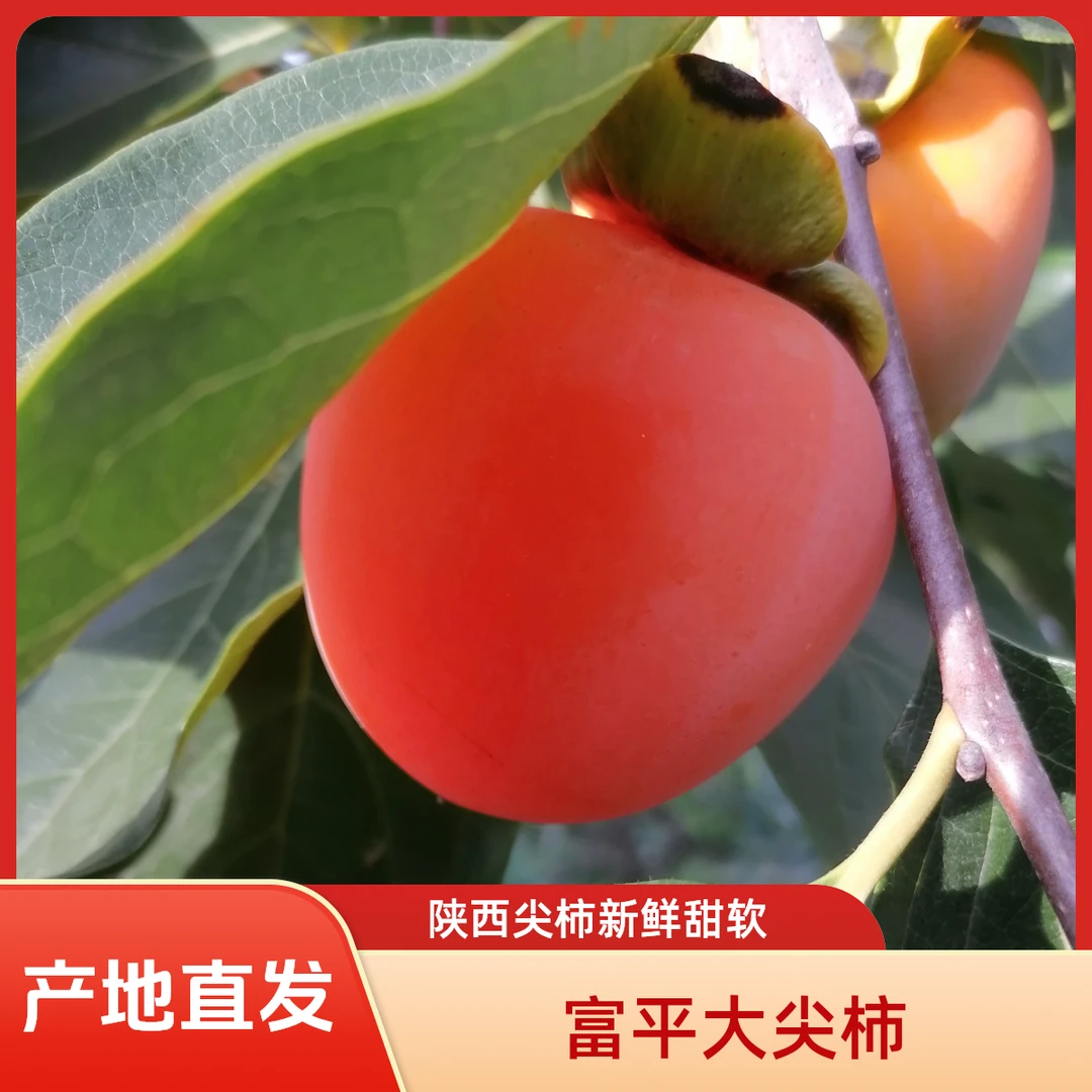 陕西富平新鲜大尖柿子现摘现发产地直发（放软再吃）